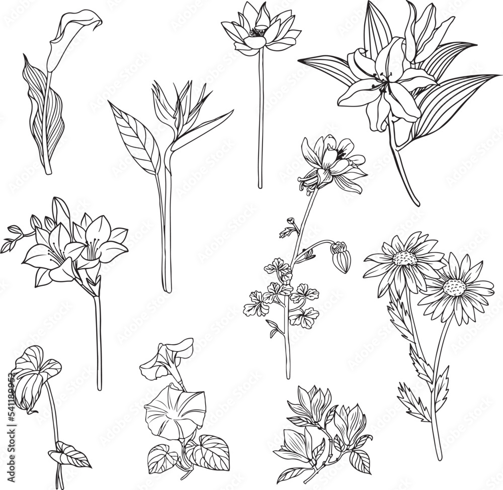 Set of Flower and leaf line art, flora clipart.