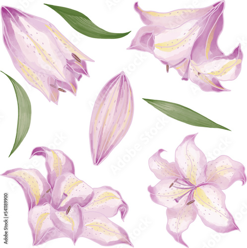 Set of Watercolor Lily flower, Pink flora clipart.