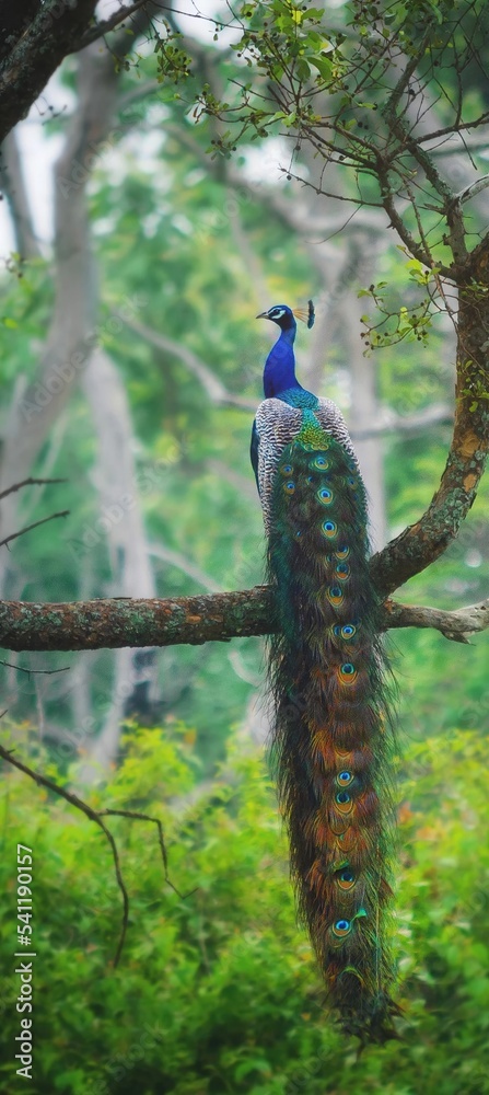 Fototapeta premium peacock in the woods