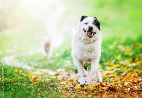 Central Asian shepherd-Alabai (Turkmen wolfhound) photo