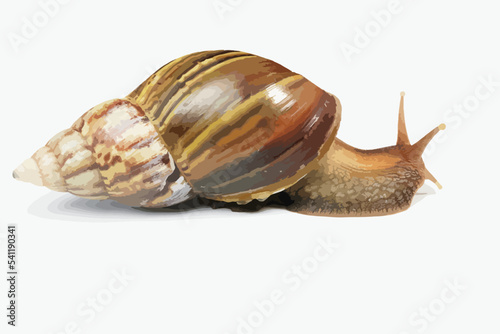 Vector illustration of realistic snail. snail