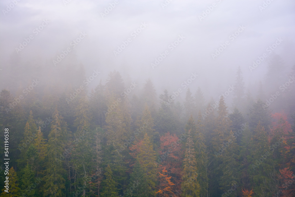 coniferous forest on a foggy autumn day. gloomy nature background with overcast sky coniferous forest on a foggy autumn day. gloomy nature background with overcast sky