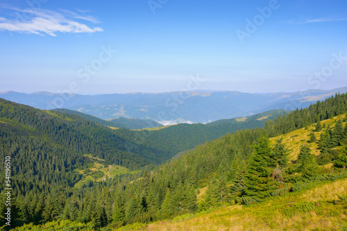 ukrainian carpathian mountains in summer. coniferous forest on the hillside. svydovets ridge in the distance. warm sunny weather