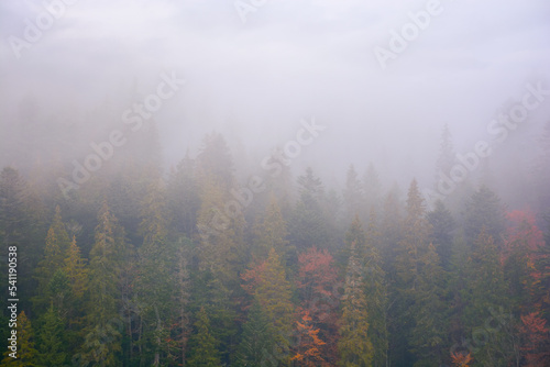 coniferous forest on a foggy autumn day. gloomy nature background with overcast sky