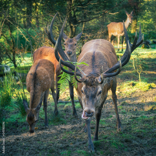 Red Deer