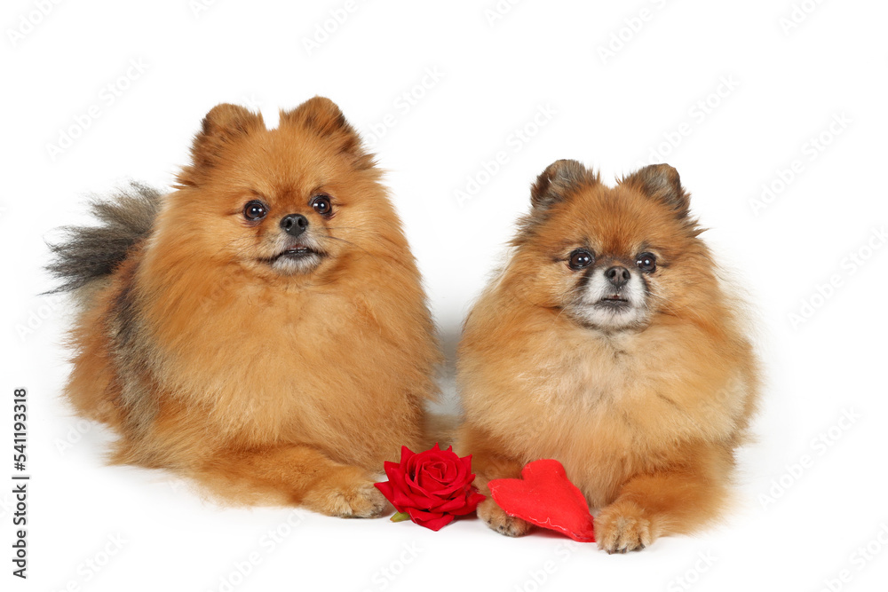 couple of pomeranian spitz lying with red rose and heart isolated on white 