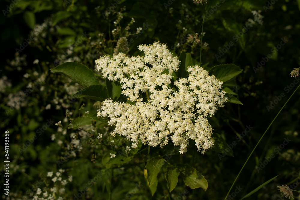 Holunderblüte Holunderblüte