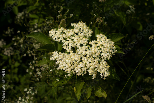 Holunderblüte