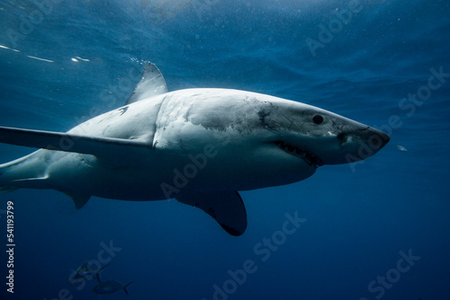 Great White Shark Swimming Beneath the Ocean s Surface