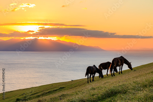夕日と御崎馬 都井岬 宮崎県串間市 Sunset and Misaki horse. Cape Toi. Miyazaki prefecture Kushima city.