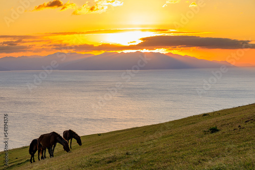 夕日と御崎馬 都井岬 宮崎県串間市 Sunset and Misaki horse. Cape Toi. Miyazaki prefecture Kushima city.