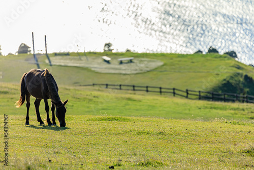 秋の御崎馬　都井岬　宮崎県串間市　Misaki horse in autumn. Cape Toi. Miyazaki prefecture Kushima city. photo