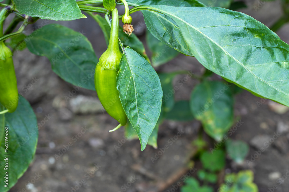 Small pepper pod. Life cycle of pepper plant. Flowering, flowers ovary