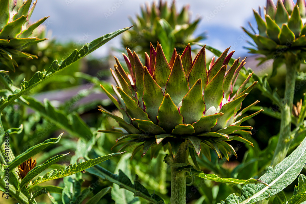 Close up of Artichoke flower head with depth of field Close up of Artichoke flower head with depth of field