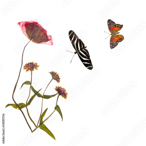 Red pressed poppy and annual flowers and butterflies.
