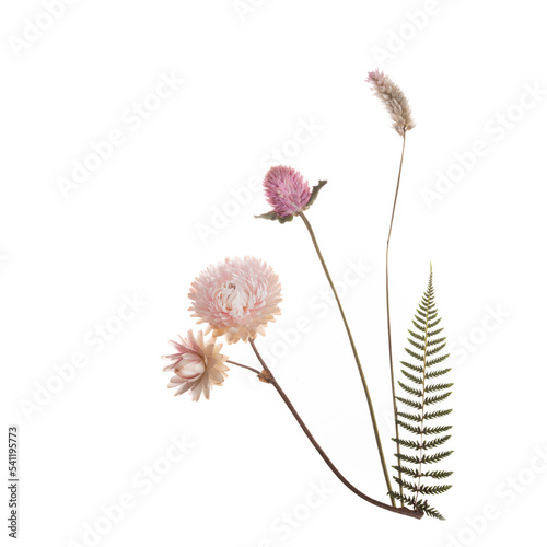 Pink dried flowers isolated on a white background.