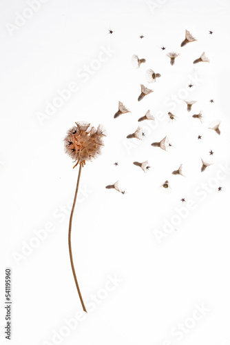 Scabiosa seeds are blowing in the wind. 