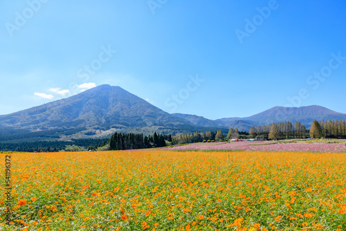生駒高原のコスモス　宮崎県小林市　Cosmos of Ikoma Plateau. Miyazaki prefecture Kobayashi city.