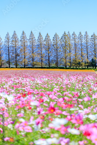 Wallpaper Mural 生駒高原のコスモス　宮崎県小林市　Cosmos of Ikoma Plateau. Miyazaki prefecture Kobayashi city. Torontodigital.ca