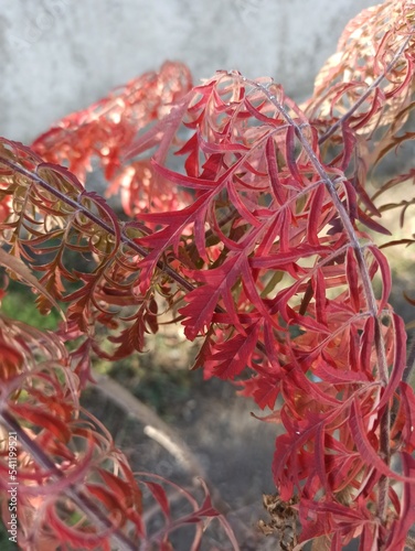 branches with red leaves illuminated by the sun