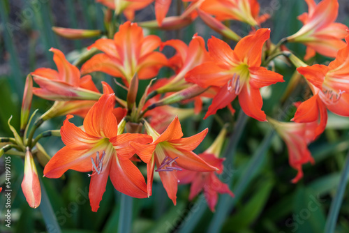 Orange hippeastrum flowers in the garden photo