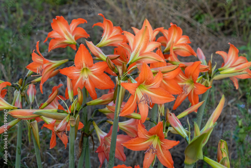 Display of orange Hippeastrum flowers in the garden Display of orange Hippeastrum flowers in the garden