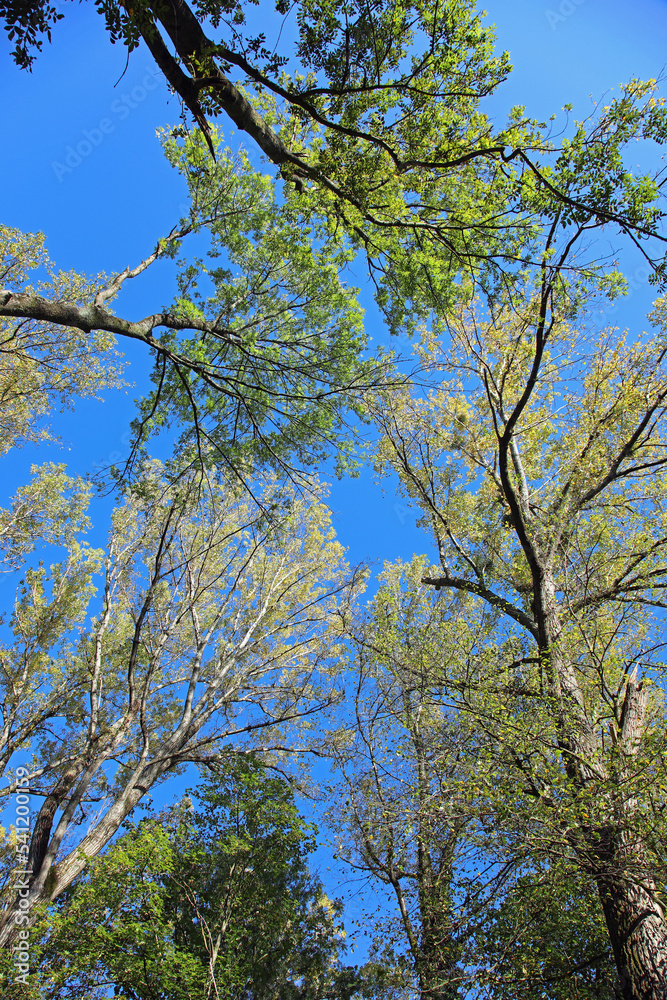 Obraz premium Baumwipfel im Herbst