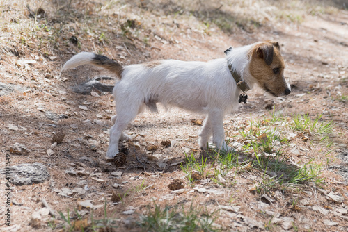 Curious dog, jack russell is playing in the park. Dog in a collar in the spring forest. Jack Russell Terrier stands on a forest path. Walking with a pet in nature. Expectant and inquisitive terrier