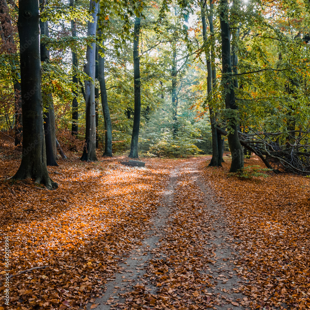 Obraz premium Autumn Forest Road