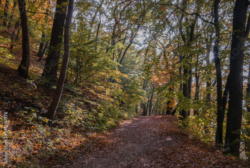 Autumn Forest Path