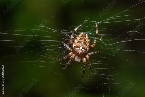 Baby spider Araneus diadematus on the web, summer sunny day natural environment