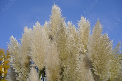 Cortaderia selloana, commonly known as pampas grass, against blue sky, Poaceae family.