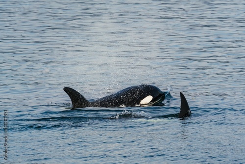 Black whale swimming in the water in the Salish sea photo