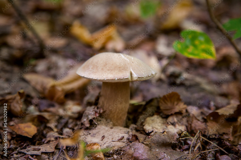 Single Boletus mushroom in the wild. Porcini mushroom grows on the forest floor at autumn season..