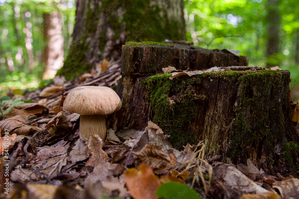 Single Boletus mushroom in the wild. Porcini mushroom grows on the forest floor at autumn season.. Single Boletus mushroom in the wild. Porcini mushroom grows on the forest floor at autumn season..
