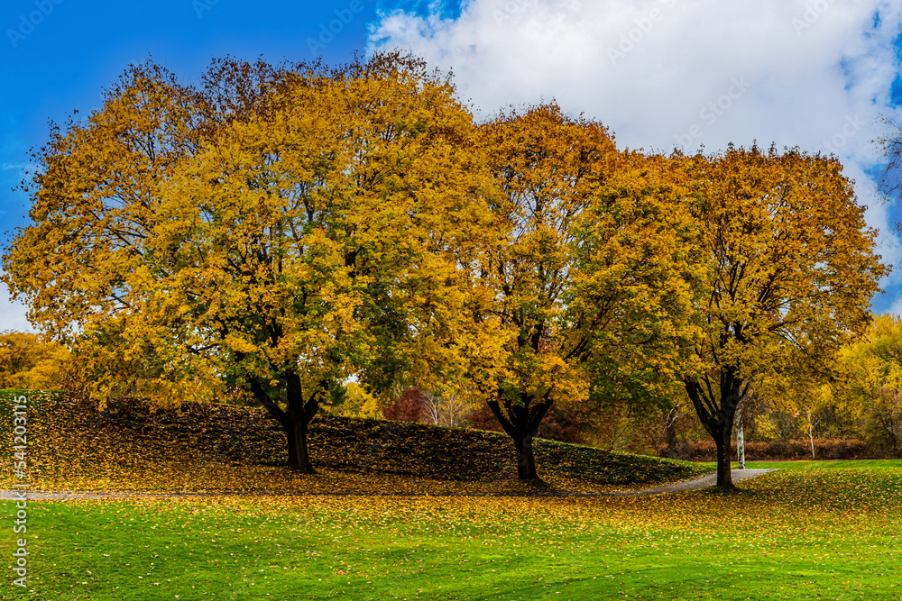 autumn trees in the park