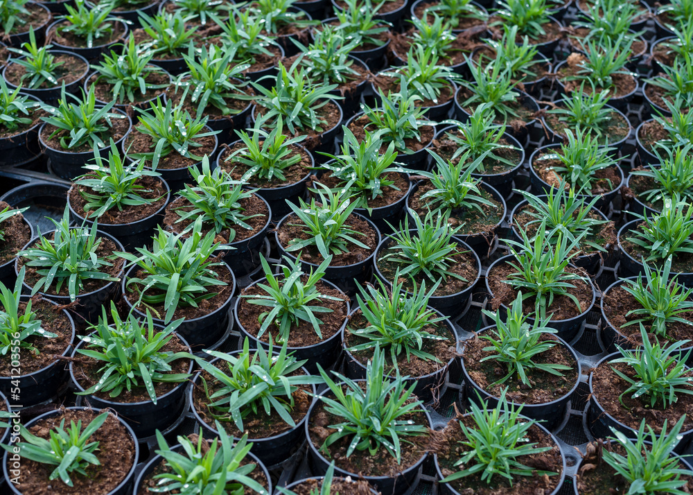 Plant seedlings in pots. Agricultural business. Growing plants for sale. close-up.