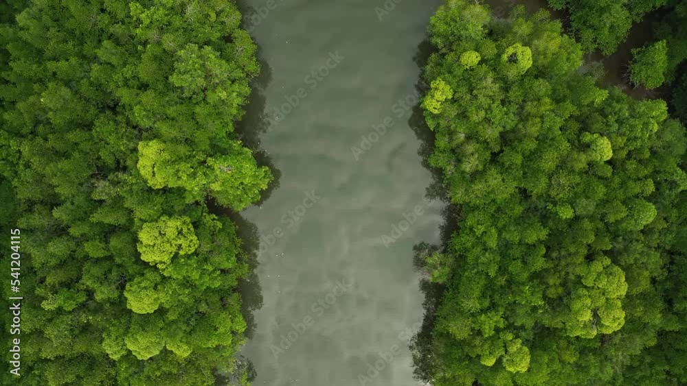 Aerial top view of mangrove forest, drone flying over the river, Phang nga, Thailand
Aerial top view of mangrove forest, drone flying over the river, Phang nga, Thailand