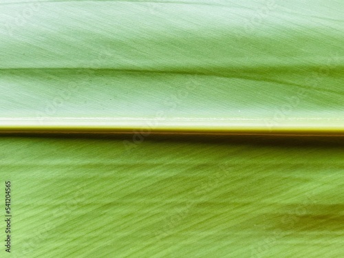 月桃の繊維質な葉の接写