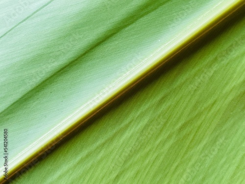 月桃の繊維質な葉の接写