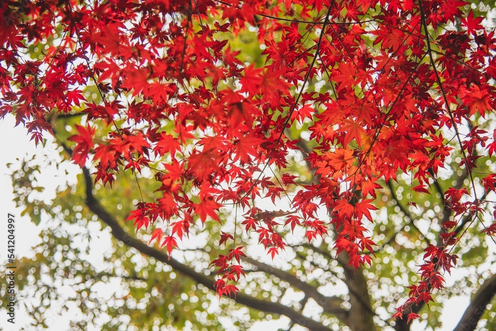 한국의 단풍 Autumn leaves in Korea