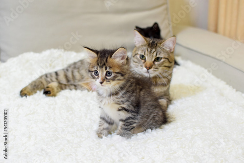 A small cute kitten of the Kuril Bobtail breed with a cat mom. The cat with kittens lies on the sofa. Selective focus.