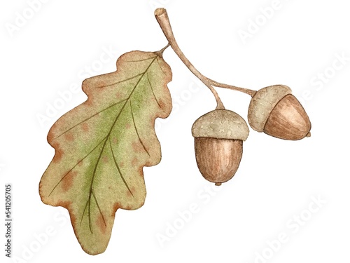Brown acorn watercolor botanical illustration