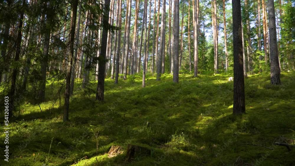 A beautiful shot of tall thin trees in a forest on a slope A beautiful shot of tall thin trees in a forest on a slope