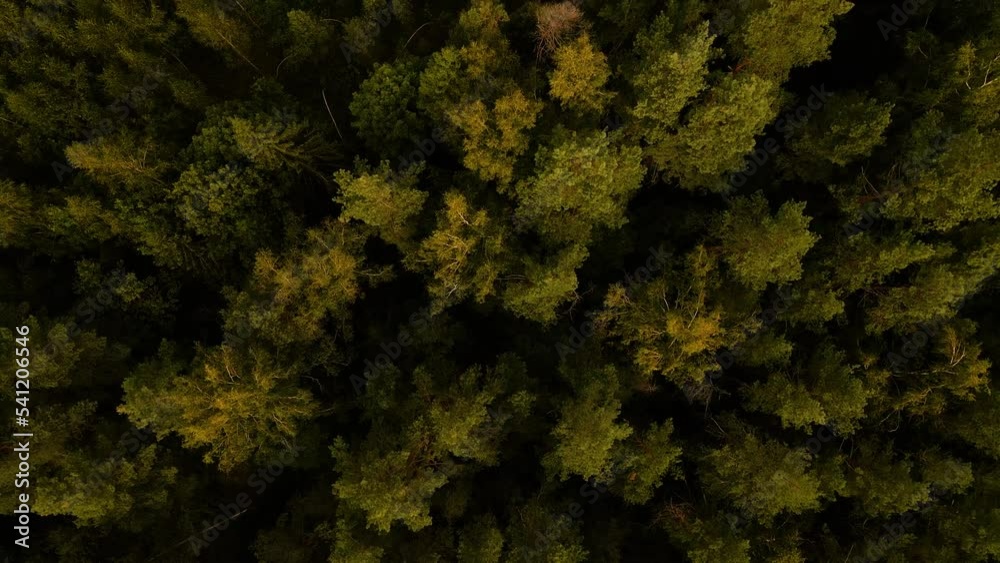 An aerial top view of green treetops in a countryside forest An aerial top view of green treetops in a countryside forest