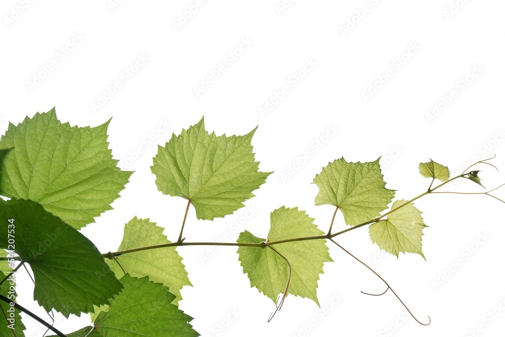A grape leaves with branches on white isolated background for green foliage backdrop A grape leaves with branches on white isolated background for green foliage backdrop