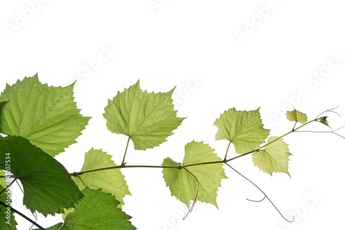 A grape leaves with branches on white isolated background for green foliage backdrop 