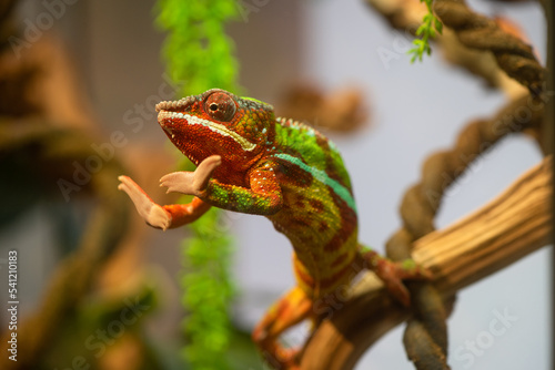 Cute friendly chameleon