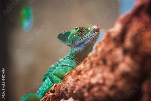 Fotografija Big green lizard