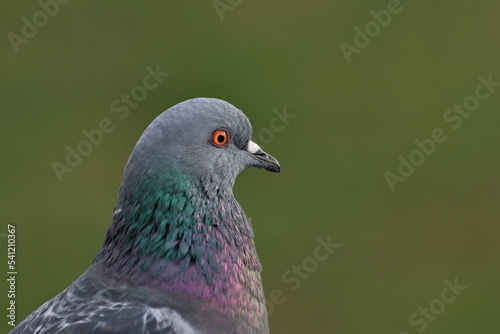 Coomon Pigeon, urban bird, (Columba livia domestica)